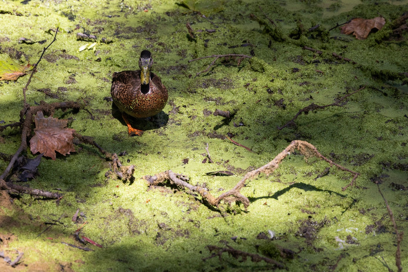 Según explican desde SEO/BirdLife, se trata de un «alimento rico en nutrientes para patos y aves acuáticas y su presencia es indicador de que hay riqueza medioambiental en los humedales y de que el proceso natural funciona»