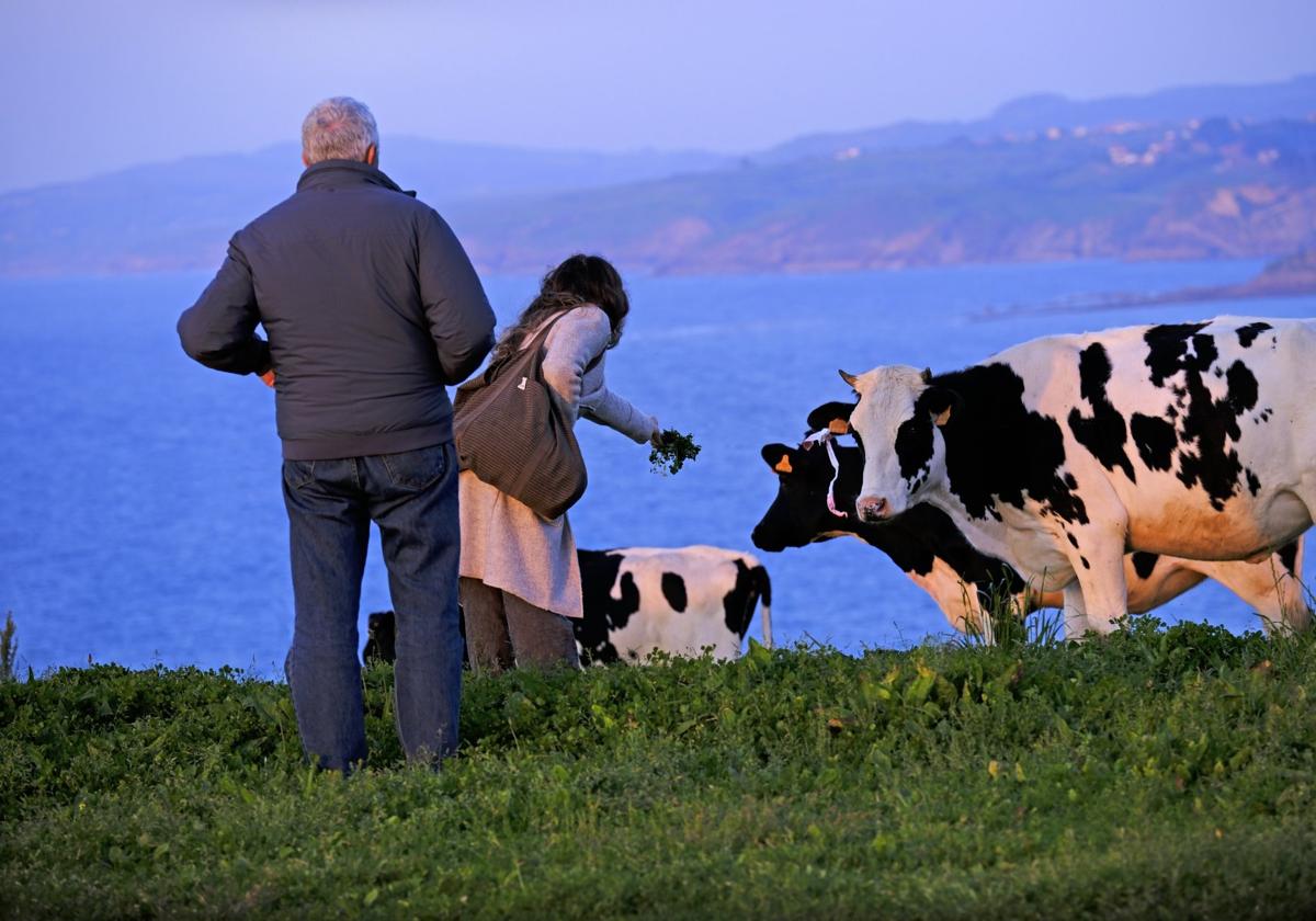 Una mujer se acerca a una vaca en un prado ubicado frente a la costa occidental de Cantabria.