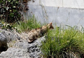 Imagen de archivo de un gato callejero