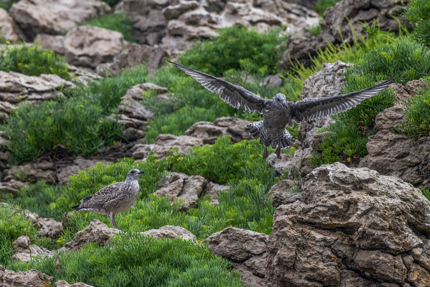 Las protagonistas de la isla de la Torre fueron las gaviotas cuidando de sus polluelos, los cuales aparecen en la imagen.