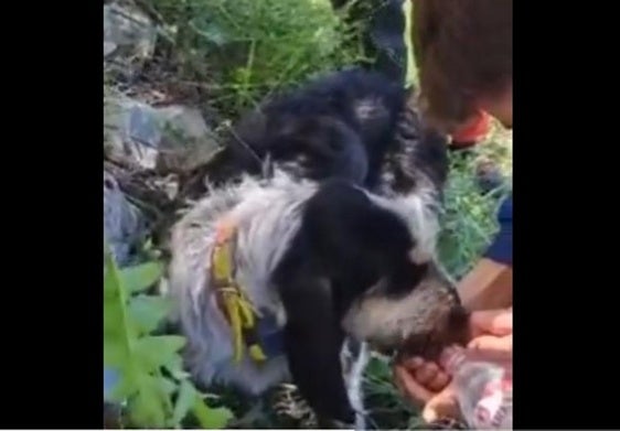 Rescatan a un perro que cayó 10 metros en una zona de monte en Lamasón