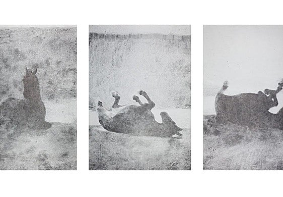 Catalina Julve: 'Paisatge amb cavall I, II, III', 2024