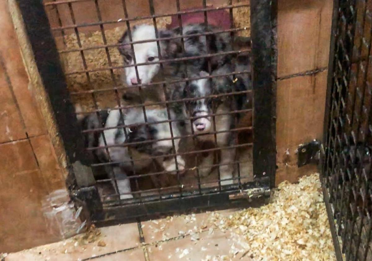 Imagen de algunos de los cachorros que halló la Guardia Civil en una nave de los detenidos.