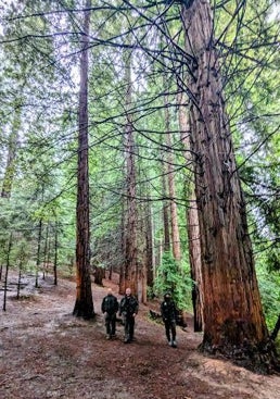 Imagen - Agentes en el bosque de secuoyas.