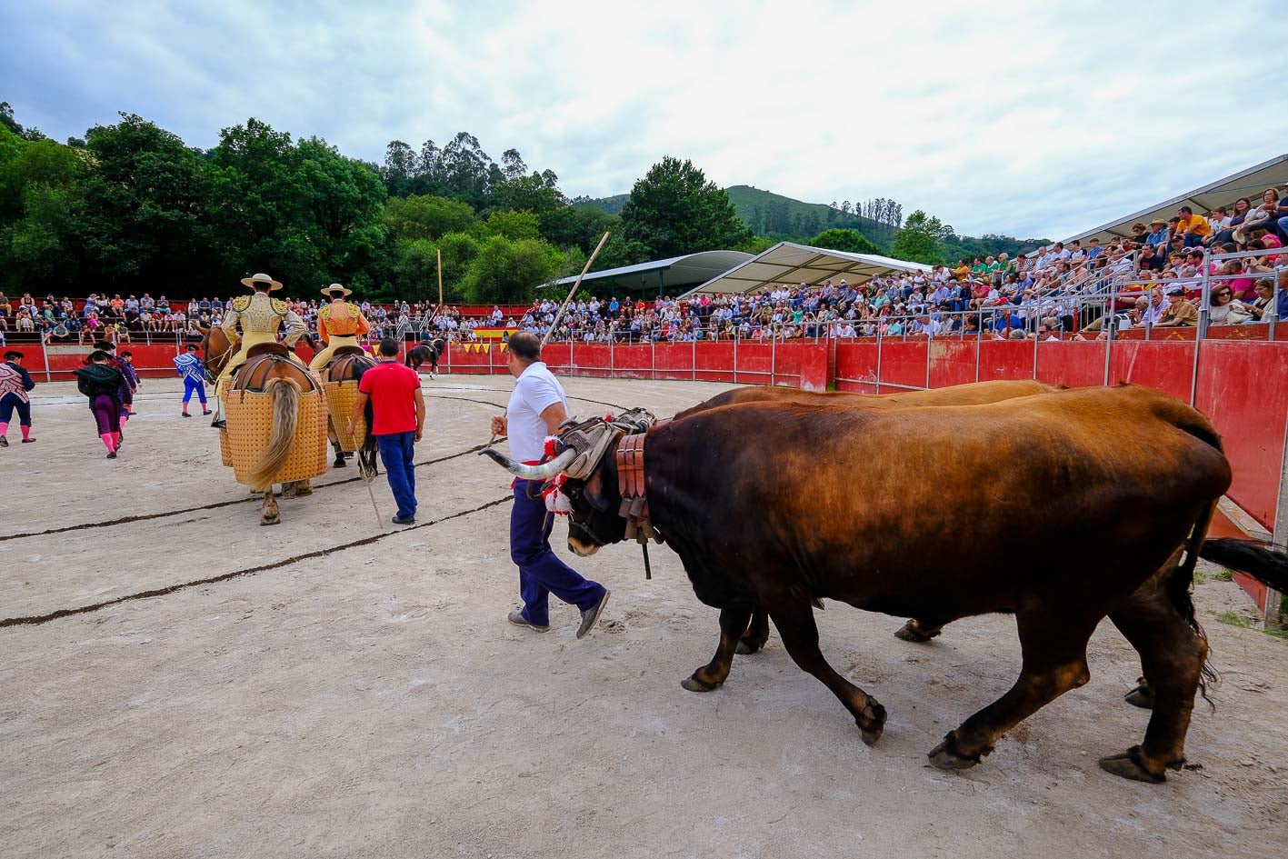 La pareja de bueyes encargada del arrastre al inicio del paseíllo