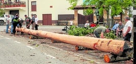 La Maya espera en la plaza de Santiago Apóstol de Silió para que el miércoles los mozos del pueblo la 'pinen' a golpe de riñón.