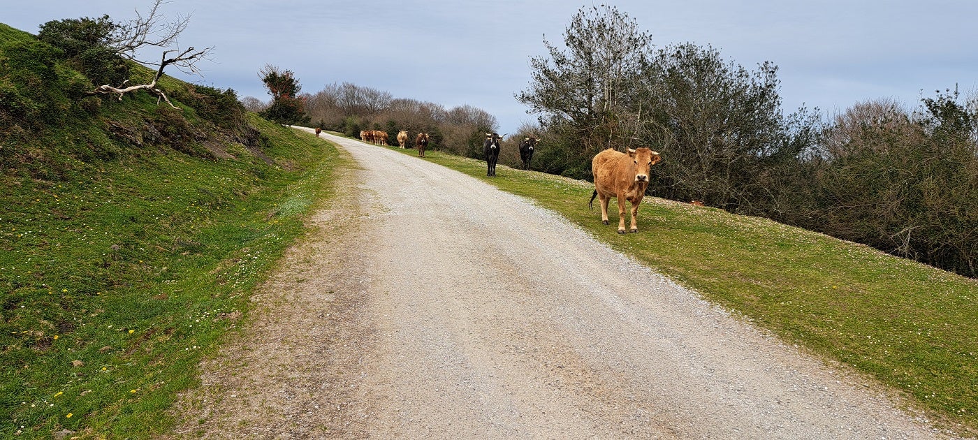 Unas vacas curiosas junto a la pista. La proximidad del bosque hace que sea muy fácil ver también animales salvajes.