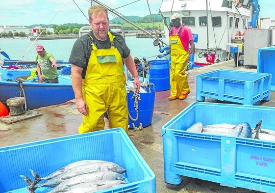 La tripulación del Madre Lita de Santoña descarga el bonito capturado en el puerto de la villa.