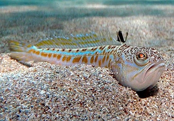 La picadura de pez escorpión ha sido la que más ha afectado a los bañistas este verano en Cantabria.