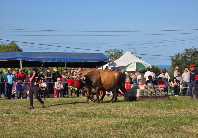 El concurso de arrastre contó con la participación de las mejores parejas de ganado de la comarca.