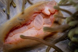 Arte en la Naturaleza' en el Museo de Carrejo