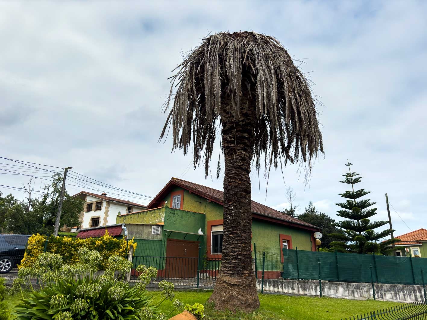 Un ejemplar de palmera afectado por la plaga. 