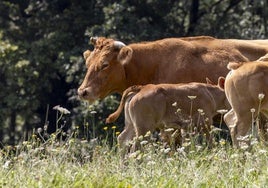 Imagen de esta misma semana de unas vacas en la zona de Vega de Pas.