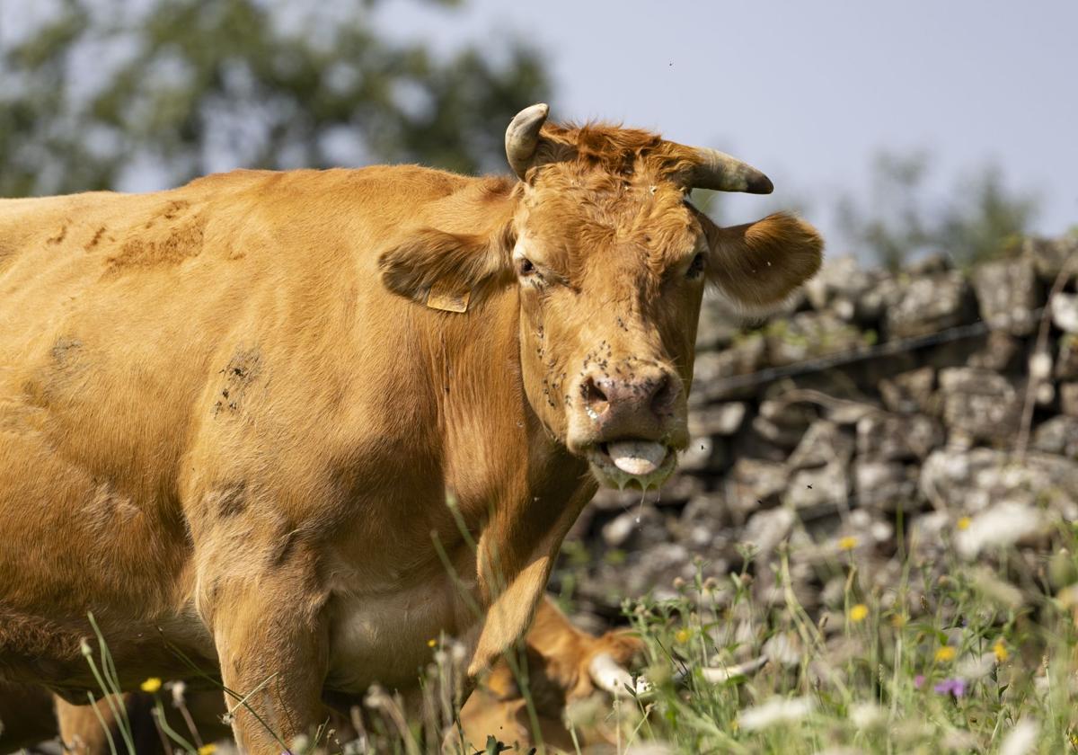 Imagen tomada la semana pasada en la Vega de Pas, donde hay alarma por la enfermedad hemorrágica.