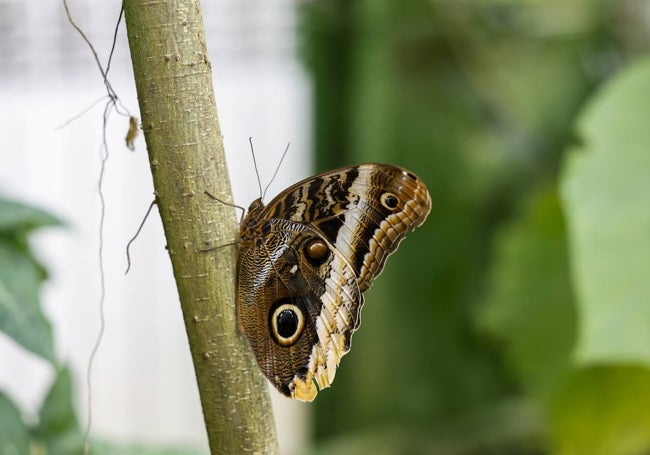 El Jardín de Mariposas del zoo alberga a más de 50 especies tropicales.