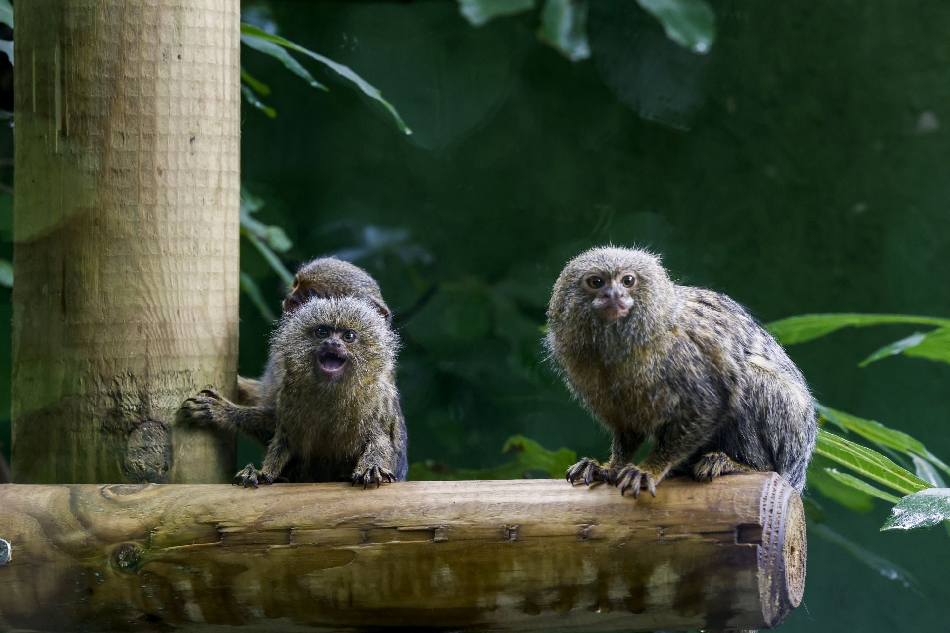 Los titis pigmeos son los primates más pequeños del mundo. En mayo nació uno en el Zoo de Santillana. 