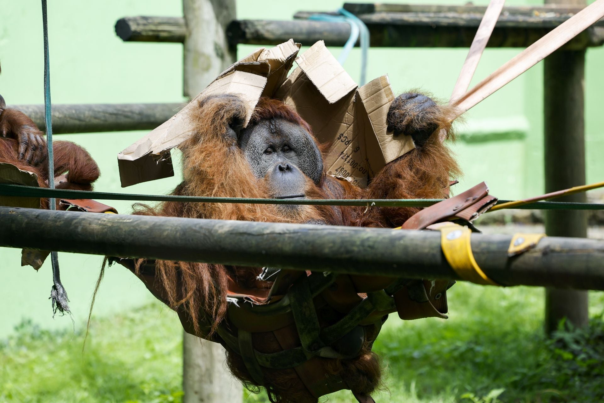 El orangután de Sumatra, en peligro de extinción, es la especie más valiosa que se reproduce en el Zoo de Santillana.