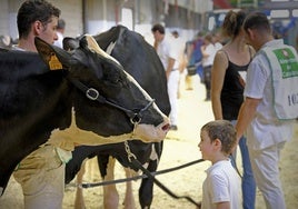 Un niño observa a una de las vacas participantes en la edición del año pasado.