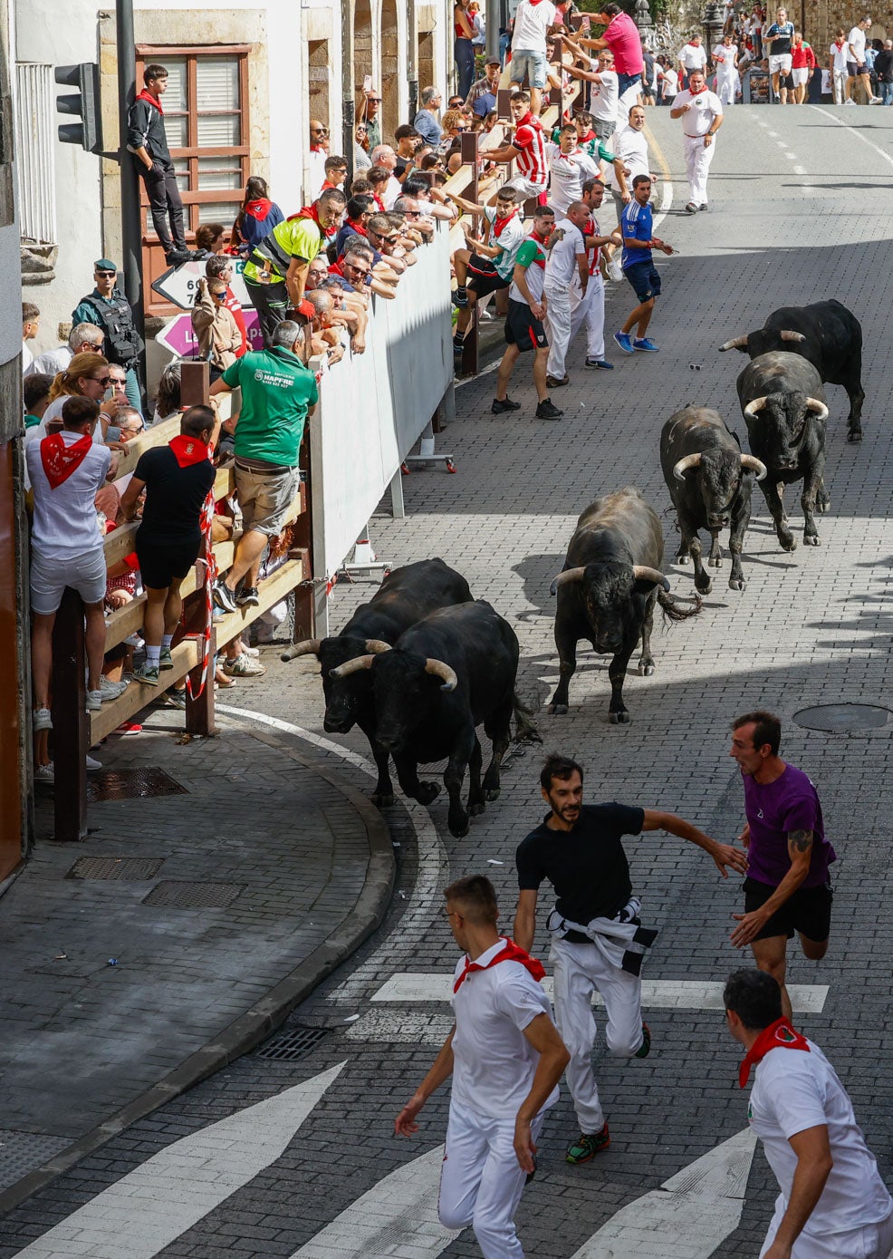 Limpio y rápido, así ha sido el primer encierro de las fiestas de Ampuero protagonizado por los toros de El Madrigal destinados a la corrida de rejones de esta tarde.