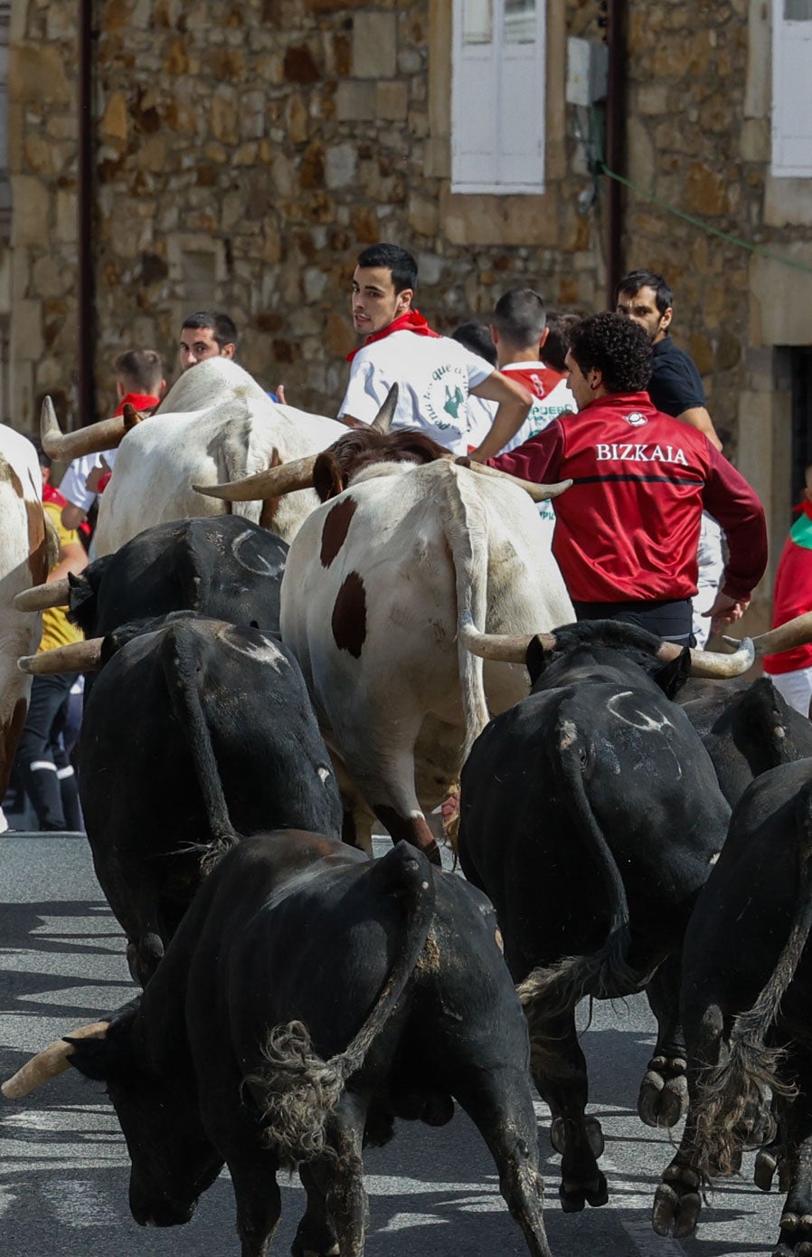 Los del Madroñal, de orígen Murube, amplios de pecho y cuello, todos negros y con los pitones debidamente despuntados al ser destinados para toreo a caballo,