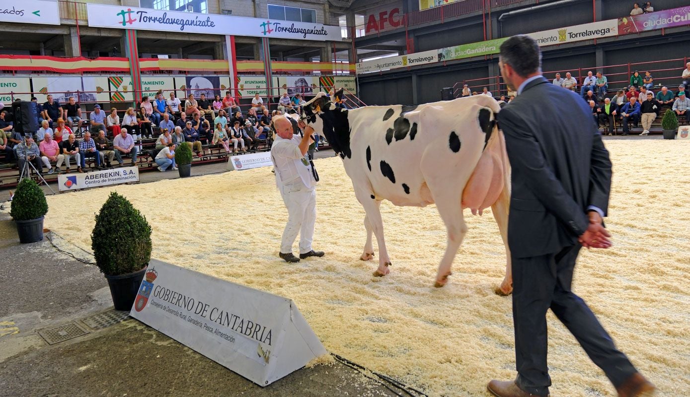 Uno de los jueces observa a una de las vacas participantes.