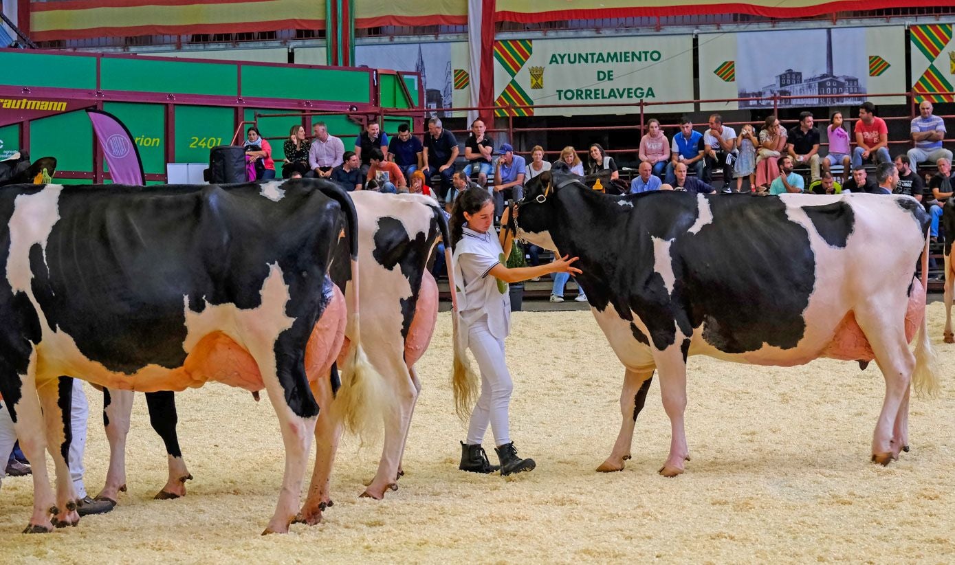 Una manejadora dirige a una de las vacas.