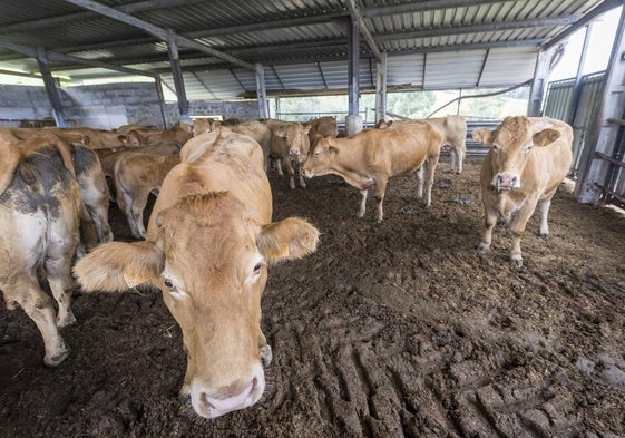 Imagen de archivo del año pasado, en Santiago de Cudeyo (Medio Cudeyo) de una vaca afectada por la enfermedad hemorrágica.