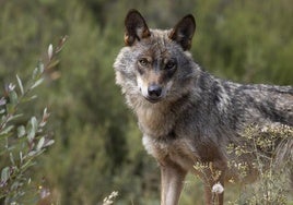 Imagen de archivo de un lobo en Cantabria.