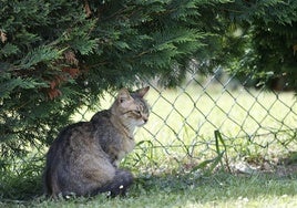 Gatos callejeros.