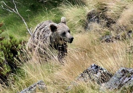 Imagen de un ejemplar de oso en las montañas de la cordillera Cantábrica.