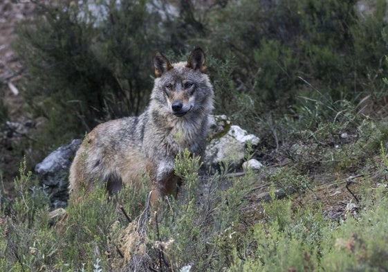 Ejemplar de lobo ibérico, en un monte de Cantabria.