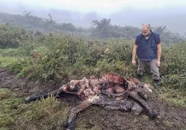 El ganadero Víctor Gómez, en Cires (Lamasón), junto a su potra fallecida por un ataque de lobo.