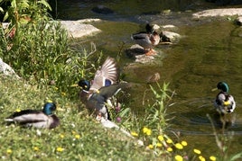 Patos, en el arroyo Sorravides.