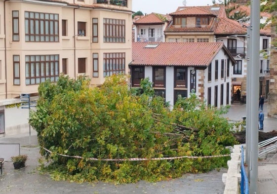 El castaño que se ha venido abajo en la plaza del Corro Campíos de Comillas.