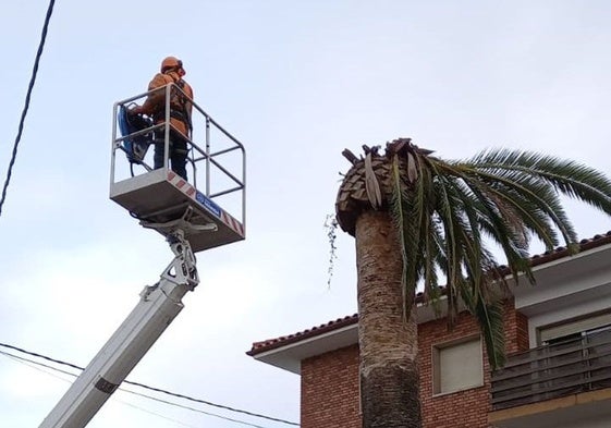 Un operario talando una palmera enferma.