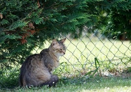 Un gato frente a una verja en un jardín.