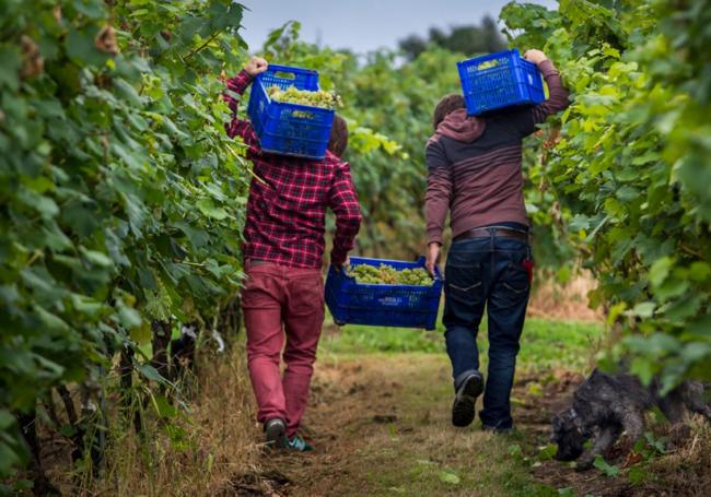 Vidular. Dos trabajadores cargan con cajas repletas de uvas en la recta final de la vendimia en la viña de Bárcena de Cicero