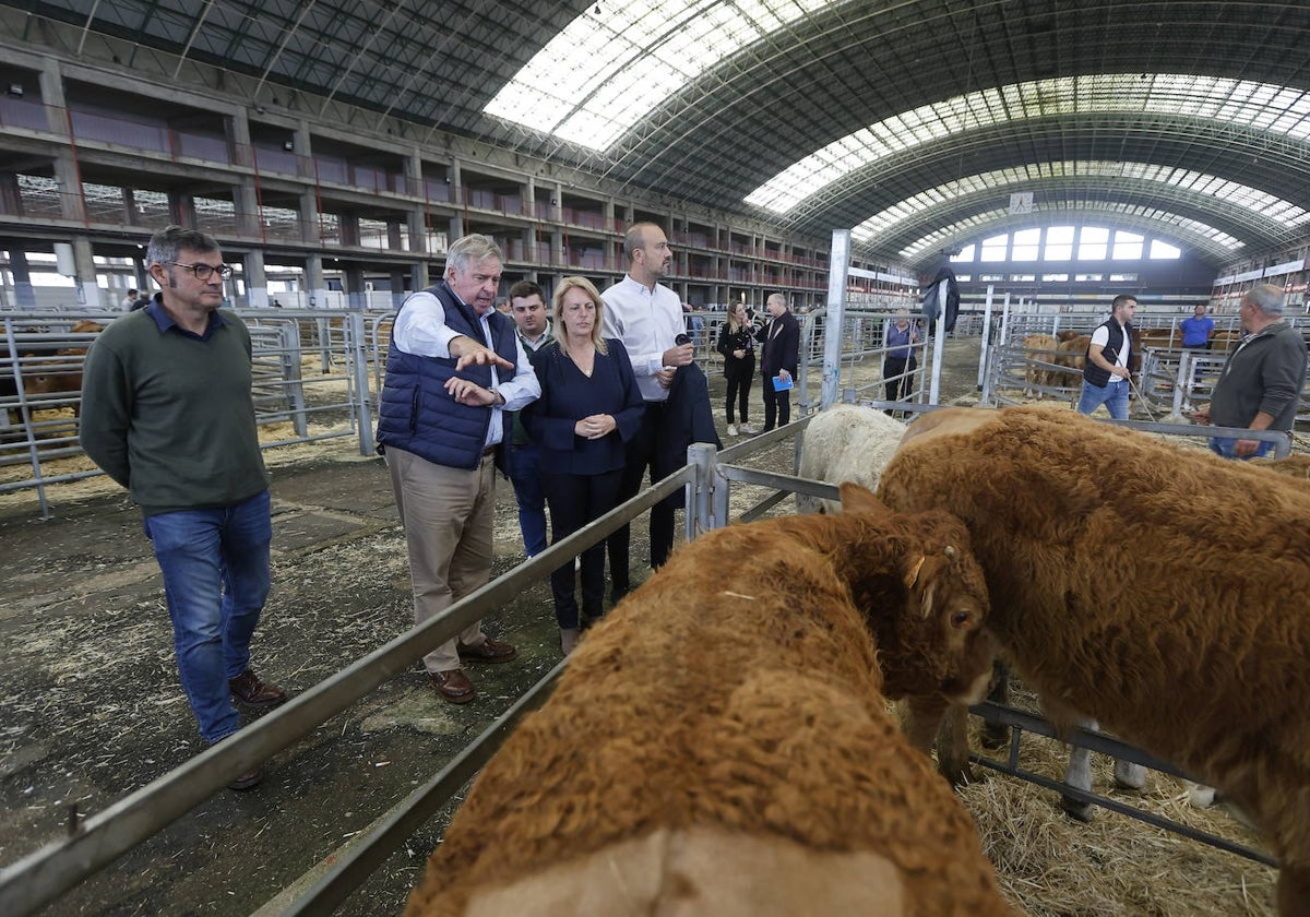 El director del Ferial muestra a la consejera un lote de terneros.