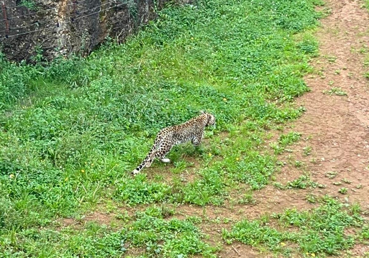 Los leopardos persas han sido ubicados en las instalaciones donde antes estaban los jaguares.