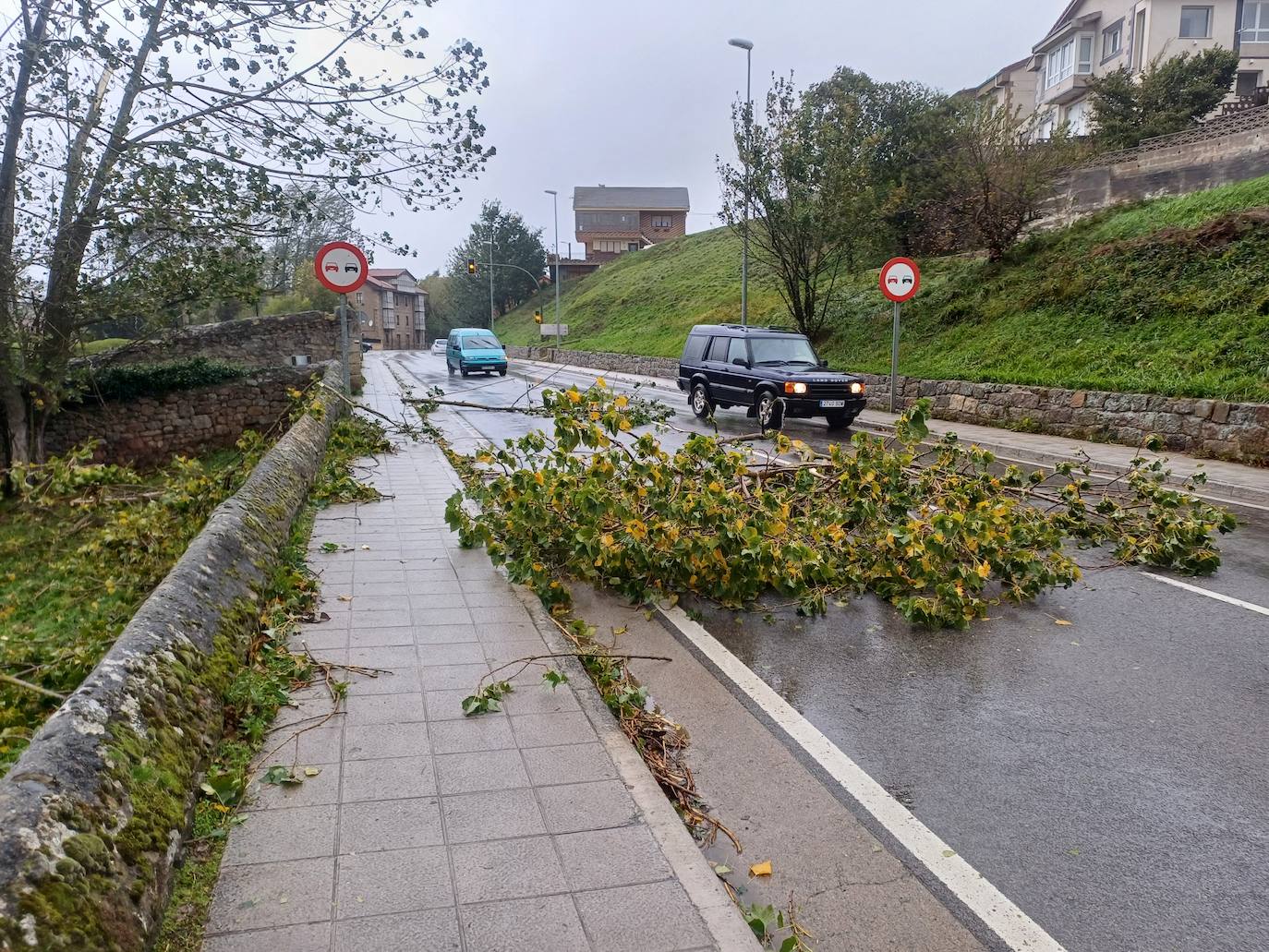 Árboles caídos en la carretera en Nestares (Campoo de Enmedio)