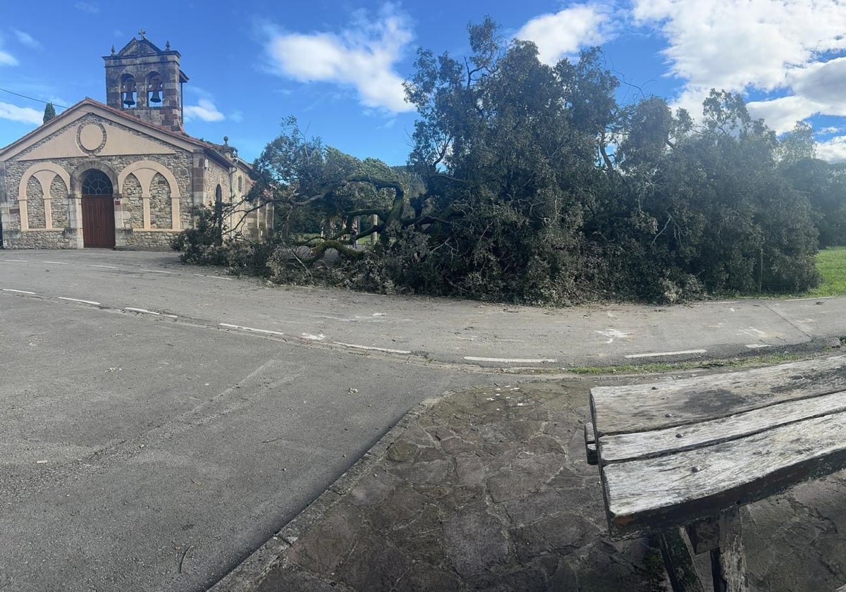 La encina yace en el suelo junto a la iglesia de San Julián, en Zurita de Piélagos.