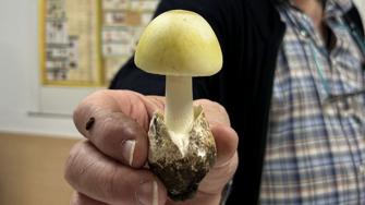 &#039;Amanita phalloides&#039;