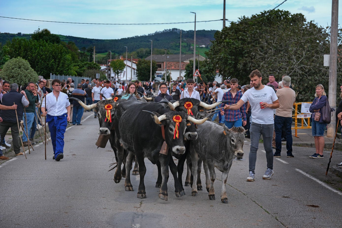 El recibimiento. Los ganaderos llevan sus vacas por las calles de Cabezón hasta el recinto de Ontoria.