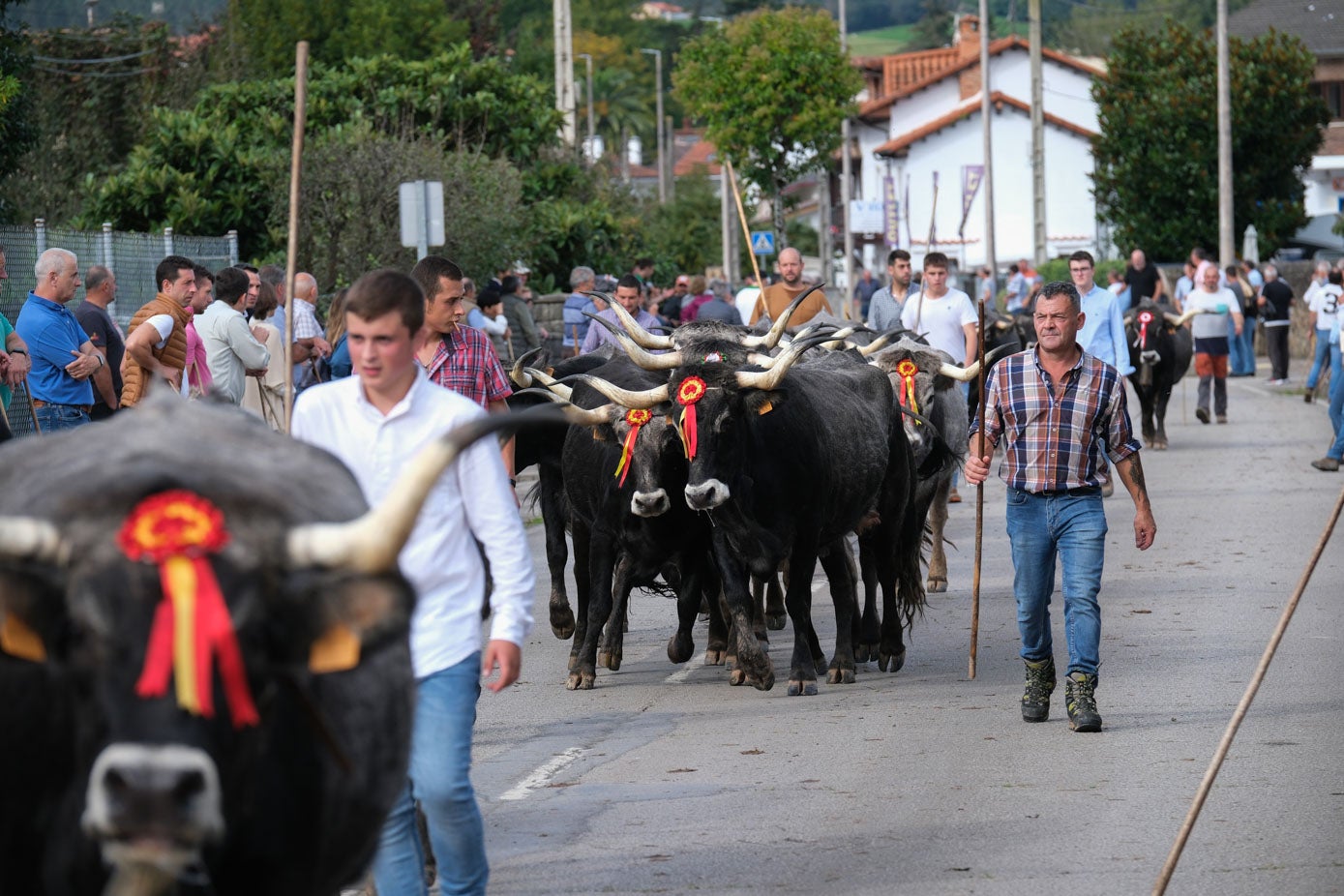 El ganado, por la avenida de Santiago Galas.