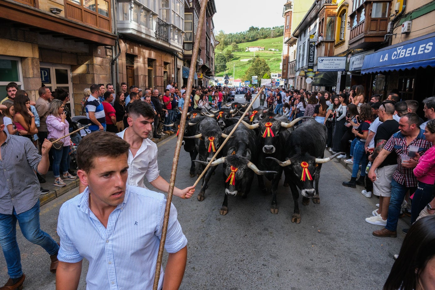 Con todo el cuidado, para que las vacas marchen agrupadas.