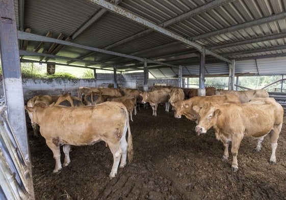 Imagen de archivo de vacas afectadas por la enfermedad hemorrágica en Cantabria.