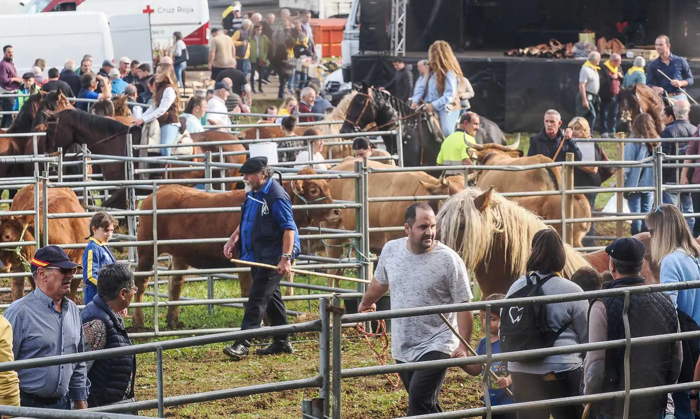 Los ganaderos presumen de sus reses y sus caballos en la feria. 