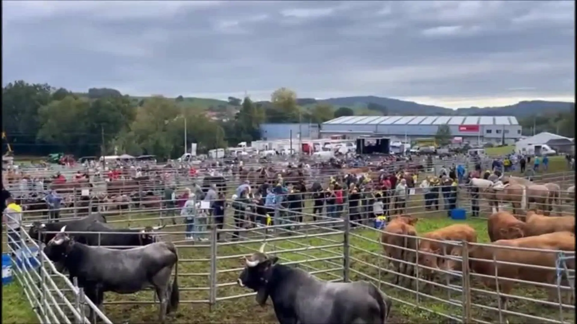 Así ha sido la feria ganadera de San Lucas