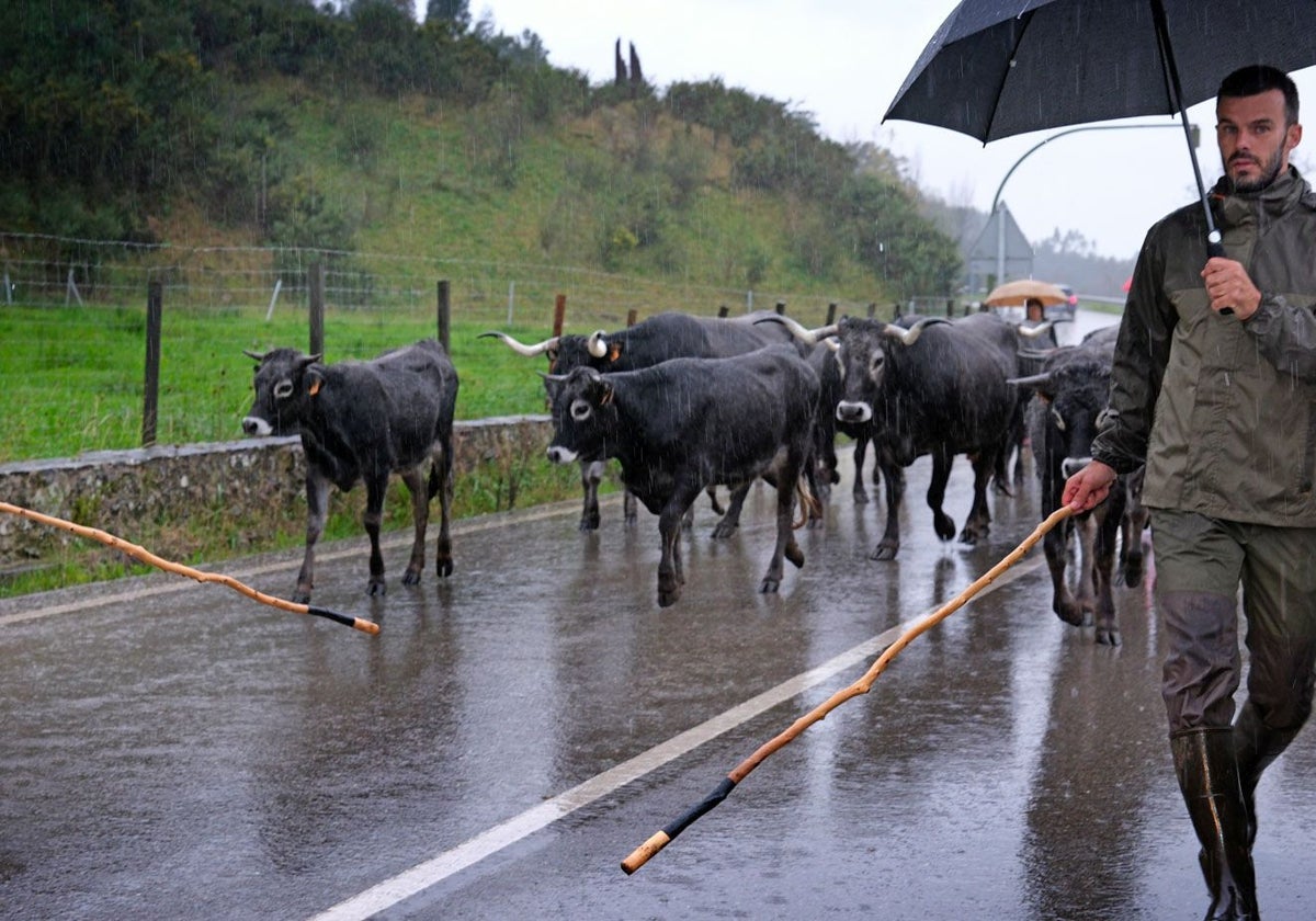 Así ha transcurrido la Feria de Ganado Vacuno y Caballar de Ruente