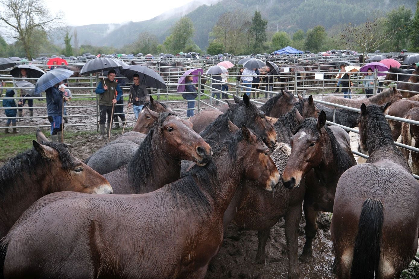 Los caballos se agolpan en torno al cercado en una de las zonas de la feria.